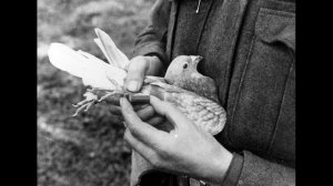 Голубь  символ мира