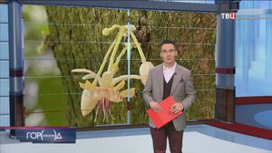В "Аптекарском огороде" расцвело какао-дерево / Город новостей на ТВЦ