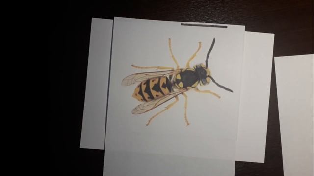 Шаг 9 1 4 Как нарисовать осу для ребенка Учись читать, малыш! смотреть онлайн