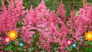 Астильба гибридная Санни Дэй. Краткий обзор, описание характеристик astilbe hybr. Sunny Day