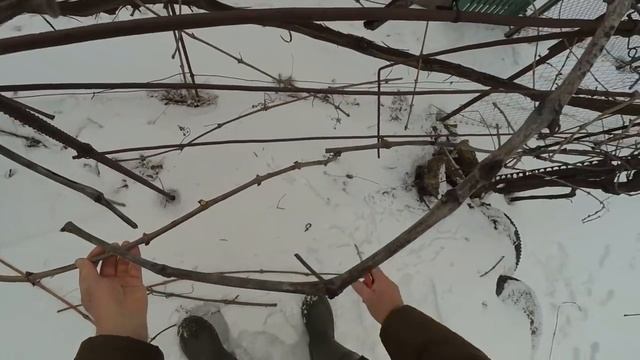 @Горизонтальный кордон винограда. Плодовый рожок