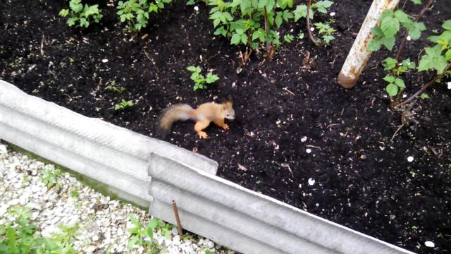 Семья белок. смотреть онлайн