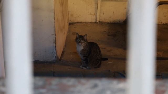 Эрмитажные котики, Санкт-Петербург, 22.04.2022 г. смотреть онлайн