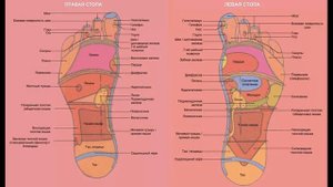 Какие точки нашего организма расположены на стопах ног.