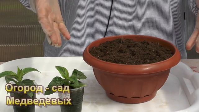 Пентас. Мой опыт выращивания этого модного цветочка смотреть онлайн