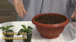 Пентас. Мой опыт выращивания этого модного цветочка