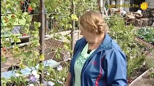 Многолетние астры