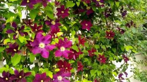 Цветущие клематисы. Лето 2021.