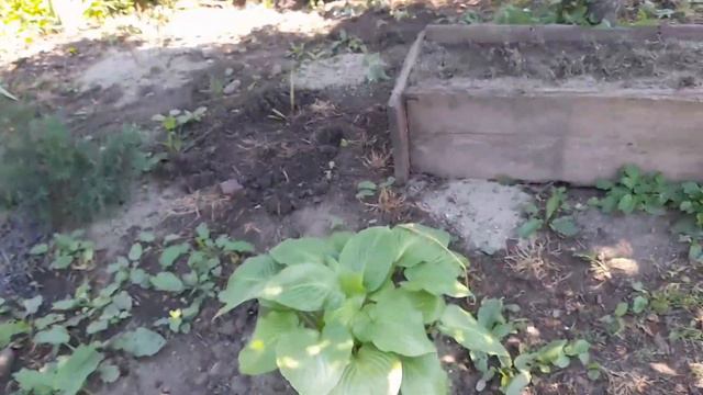 Мой сад .Начало моего садоводства , такого ни кто не покажет ,с чего всё начинается! смотреть онлайн