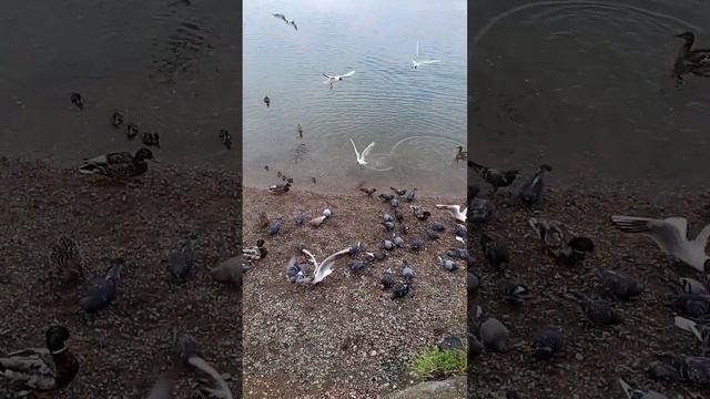 Птичий кипиш на Ангаре. 24.06.2023. Иркутск. смотреть онлайн