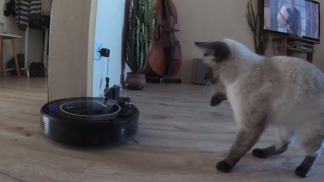 КОШКА и РОБОТ ПЫЛЕСОС | робот-пылесос