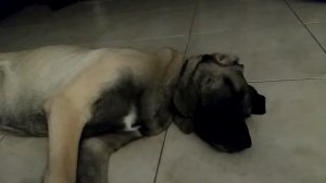 6 months old Sass the Kangal after new York cheese cake