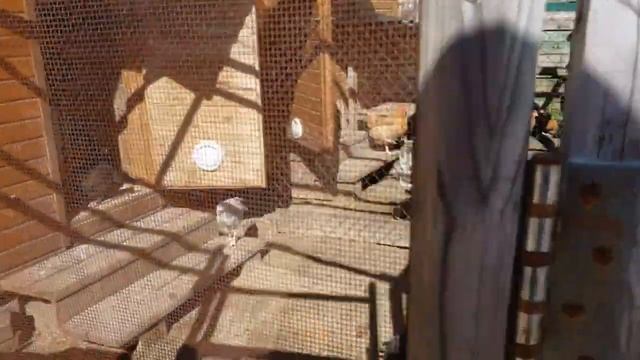 Обзор хозяйства.Продаю петуха Маран серебро,а также семью мускусных уток тяжёлой французской линии. смотреть онлайн