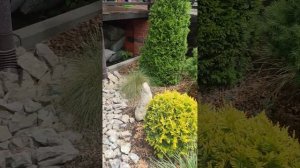 можжевельник чешуйчатый "Блю Стар", переделки, чтобы он не подпревал...  28.05.2023г.