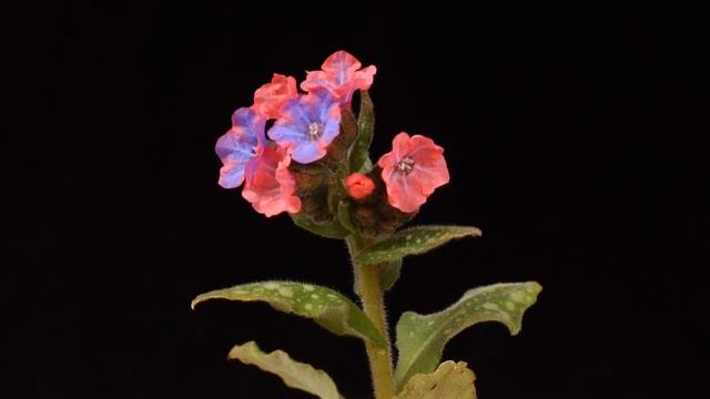 Pulmonaria time lapse смотреть онлайн