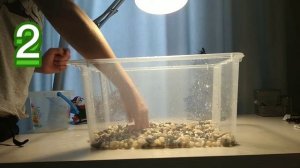 как обустроить террариум домашнему геккону?! ??