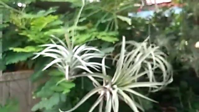 Bloom of ionatha fuego and collection of airplants смотреть онлайн