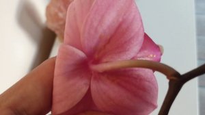 Как обнаружить трипсу на орхидее?