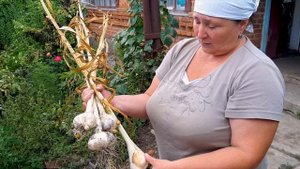 Рокамболь слоновий чеснок гигант