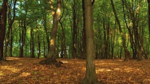 КУПРИЯНОВ ДЕНЬ 13 сентября .Традиции и народные приметы на Куприянов День 13 Сентября.