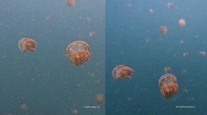 Underwater test | GoPro Hero 12 vs DJI Osmo Action 4