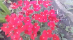 гвоздика двухлетка- свои ранние семена , сроки заготовки и посадки.