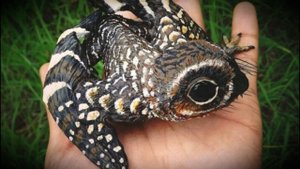 Динозавры | Анурогнат | Anurognathus