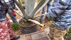 Агава переезжает…на зимовку