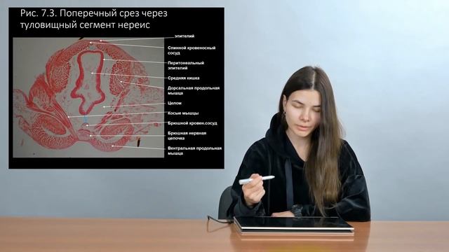 Зоология беспозвоночных. Кольчатые черви (Часть 1 — Многощетинковые черви)