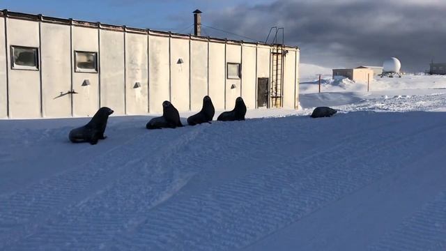 Просто абалдеть! Вышел на улицу, а там морские котики! смотреть онлайн