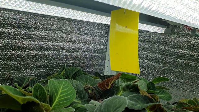 обзор роста клубней глоксиний принудительно разбуженных во мху. 12.03.2021 год. смотреть онлайн