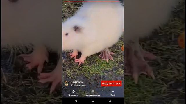 колодки видео бета. странное животное. смотреть онлайн