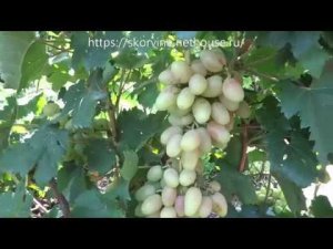 Среднеспелые сорта винограда 2019. Катруся Каховская (Тропиканка)