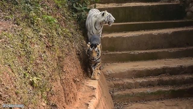 20 Animals With Unusual Color Patterns смотреть онлайн