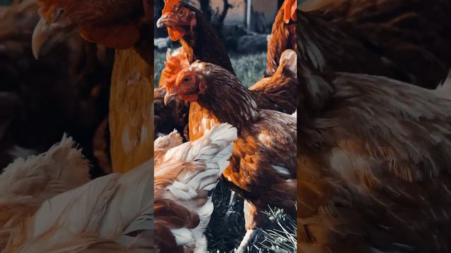 КАКОЕ ВИДЕО МОЖНО СНЯТЬ В ДЕРЕВНЕ? Как снималось это видео смотри в инстаграмм @marina_barishpolets смотреть онлайн