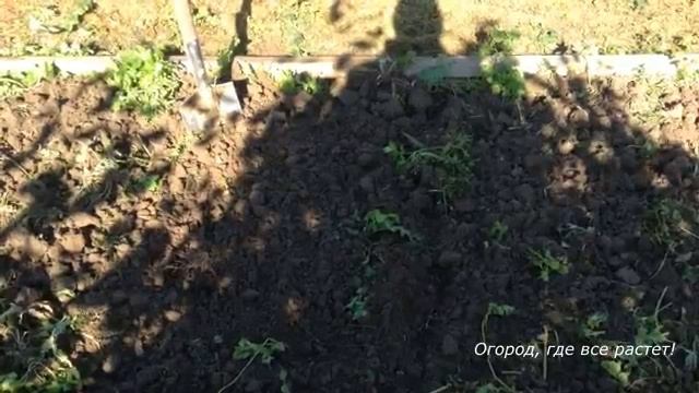 Подробный рассказ о посадке ЧЕСНОКА под зиму.mp4 смотреть онлайн