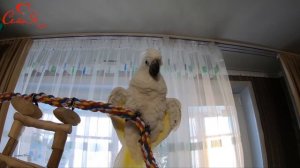 Какаду Альба играет с ребенком, большой домашний попугай