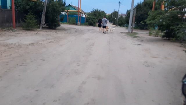 Банда на прогулке / Хаски Джесси,Байкал и Лаки смотреть онлайн