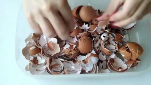 Удобрение для цветов . Яичная скорлупа.