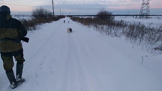 ЗСЛ вступила в команду ХАСКИ и Спаниеля!!! Охотпрогулку!!! смотреть онлайн