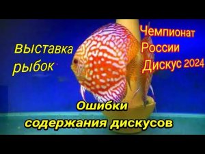 Выставка рыбок. Чемпионат Дискусоводов. Ошибки содержания Дискусов