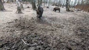 Заброшенный зоопарк в Левково. Едем в Подмосковье бесплатно кормить оленей и диких кабанов