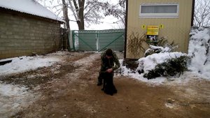 Кане-корсо "Линда" 5 месяцев. Отработка команды ко мне