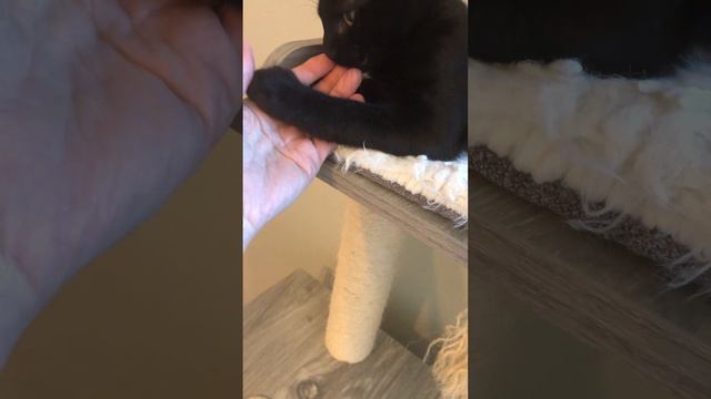 Video of adoptable pet named Bacchus