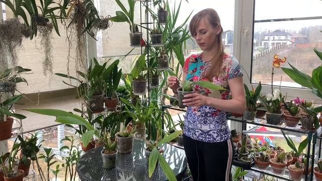 Орхидея Peristeria   Перистерия орхидея Святого Духа
