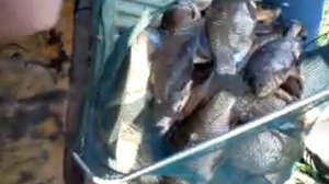 Ловля карася руками !!!