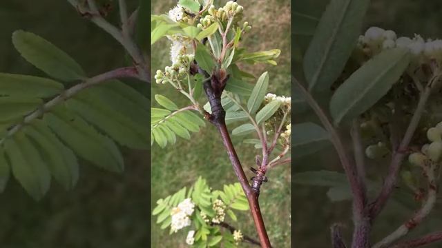 Rowan (Sorbus aucuparia) - branch, leaves & flowers - May 2018