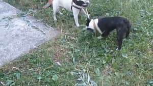 Бой французских бульдогов. Battle of the French bulldog.