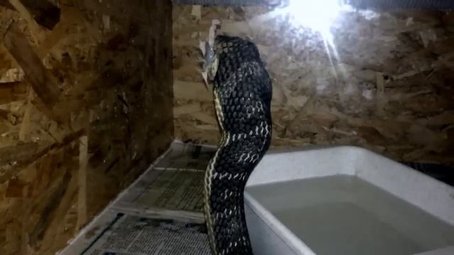 Кормление индонезийской королевской кобры крысой смотреть онлайн