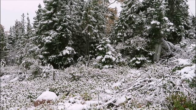 Зимнее очарование леса.